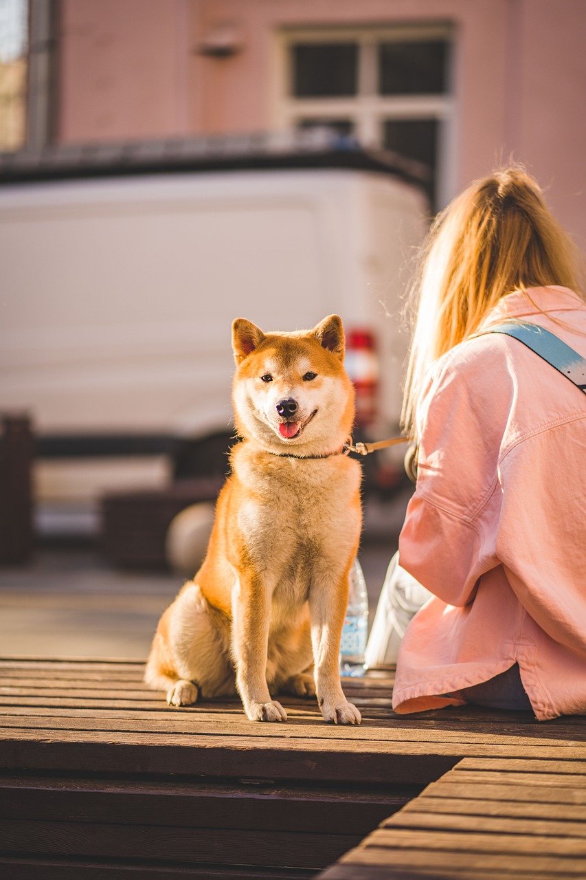 chien, animal, portrait, mignon, délicieux, chiot, nature, museau, domestiqué, jeune, animal de compagnie, akita