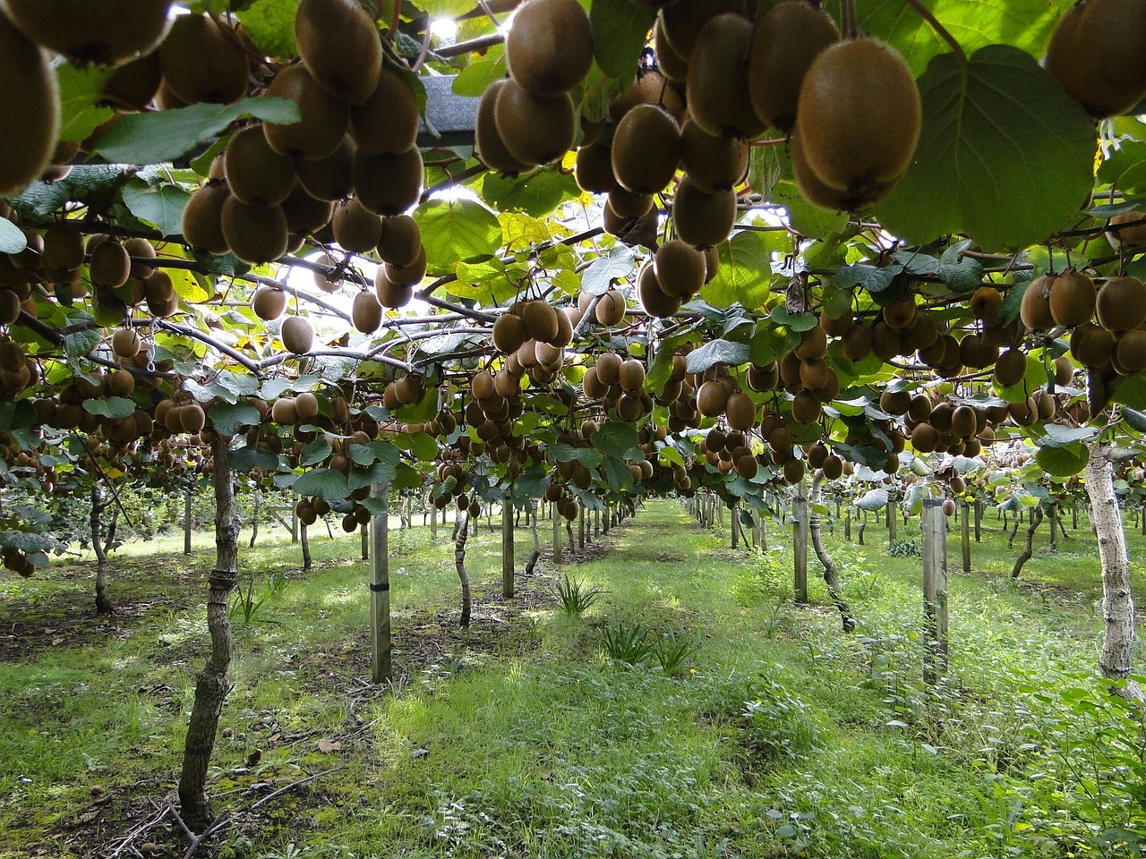 kiwis, plantation de kiwi, vert kiwi, hayward, fruit, pendre, plantation, cultivation, kiwis, kiwis, kiwis, kiwis, kiwis