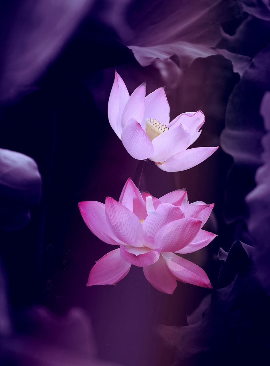 lotus, fleur, nature, belles fleurs, zen, plantes, papier peint esthétique, fond d'écran de téléphone, wallpaper iphone, flower background, papier peint fleur