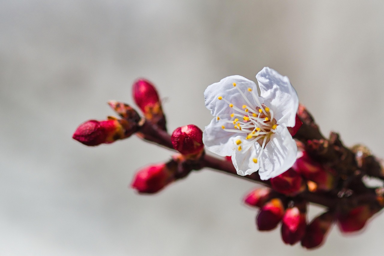 abricot fleurs, fleurs d'abricot, fleurs, fruit, prunus armeniaca, abricotier, nature, le printemps