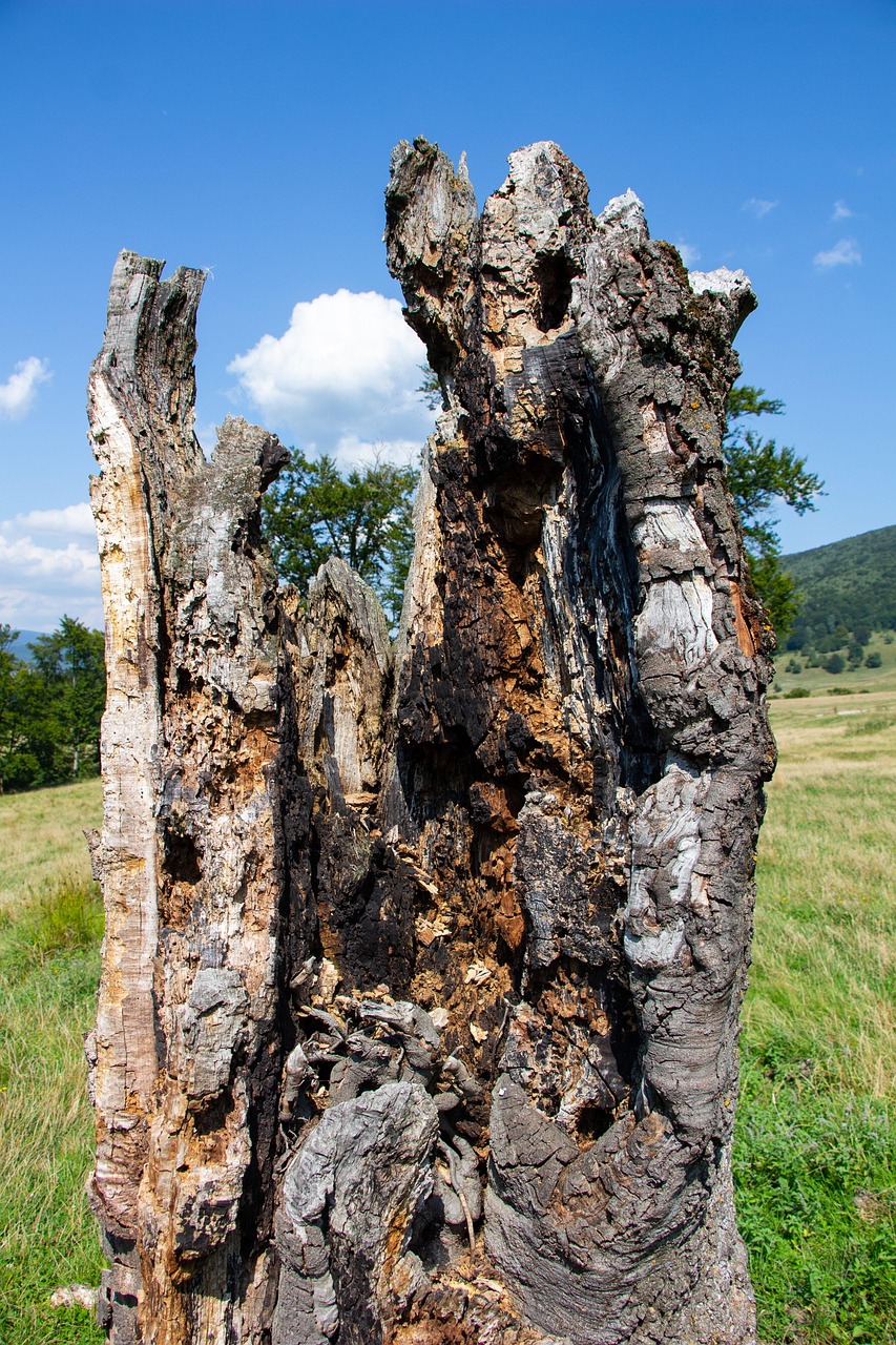 après l'incendie, arbre, nature, décédés, bois, brûlé brûlé arbre, bois brûlé