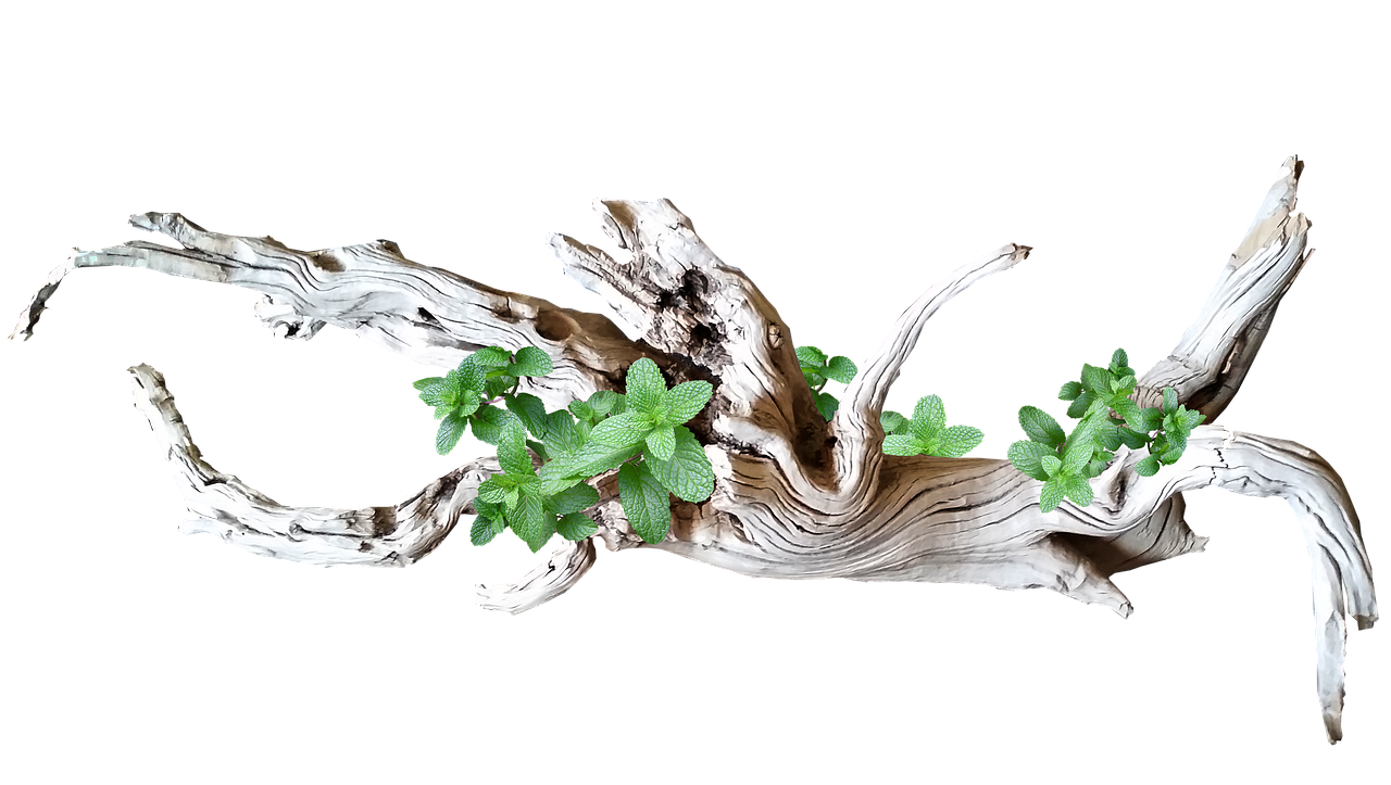 bois flotté, bois, décoration, feuilles, nature, découper, isolé, bois flotté, bois flotté, bois flotté, bois flotté, bois flotté