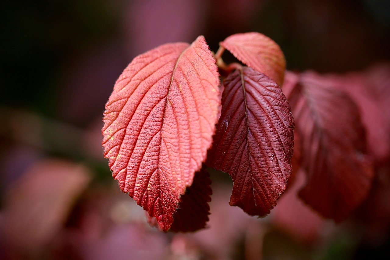 boule de neige japonaise, signifie boule de neige, feuille rouge, nervures des feuilles, virburnum plicatum, feuilles rouges, structure de la feuille, tombe, feuilles, arbre, plantes, nature, fermer, feuille, feuilles d'automne, automne