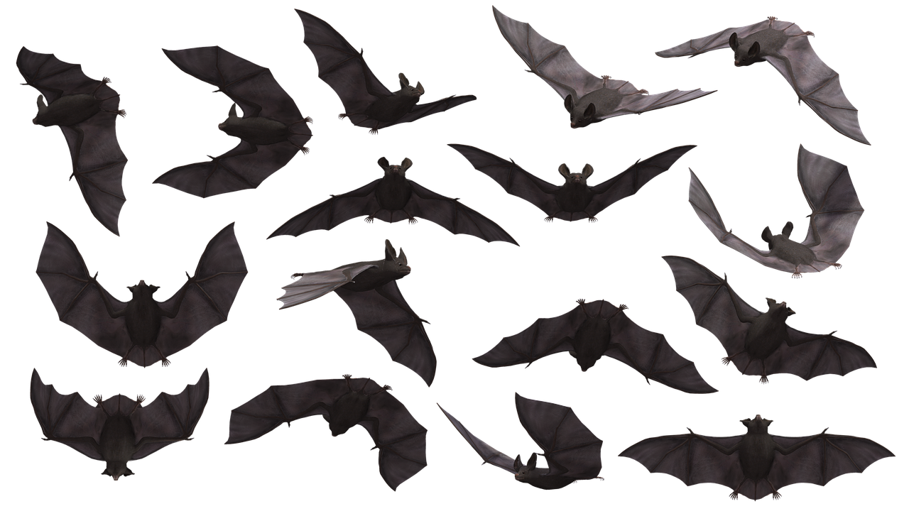 chauves-souris, en volant, mammifère, angoissant, sinistre, monstre, vampire, halloween, créature, nuit, effrayant, aile, ténèbres, nocturne, halloween, halloween, halloween, halloween, halloween