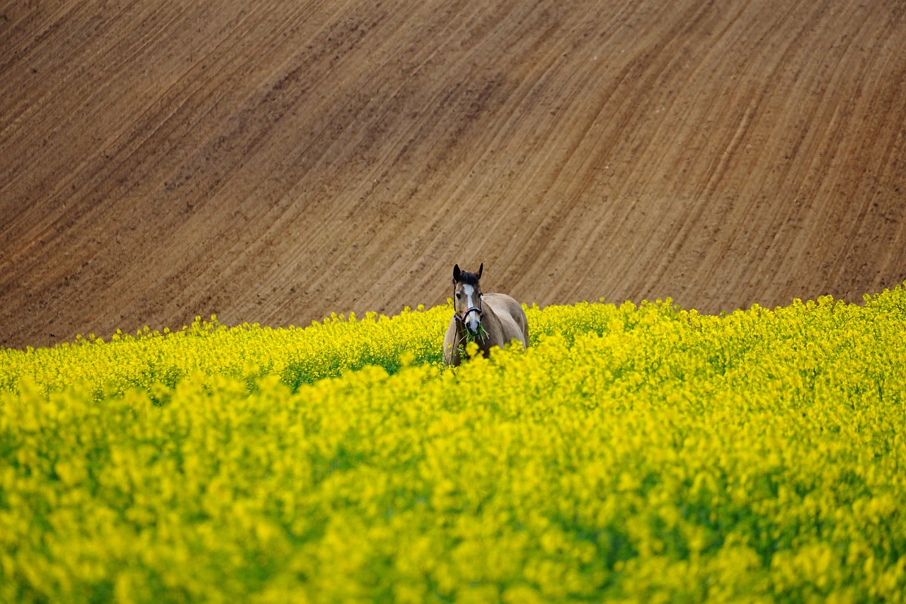 cheval, champ de colza, domaine, les chevaux, animal, mammifère, terres arables, agriculture, cour de ferme, le printemps, bridon, distance, équestre, crinière, paysage, loup vers le bas, fermier, nature, équitation, va te faire cuire un œuf, récolter, sortir, excursion