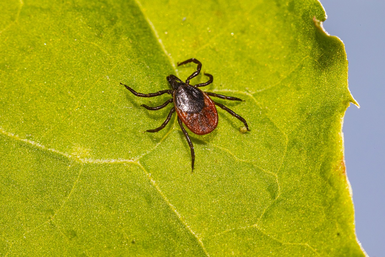 cocher, lyme, ixodes scapularis, tique du cerf, tique à pattes noires, ixodes ricinus, ricin tique, maladie, les moutons tique, insecte, parasitaires, nature, animal, arachnide, tique à corps dur, arthropode, plantes, toxique, bactéries