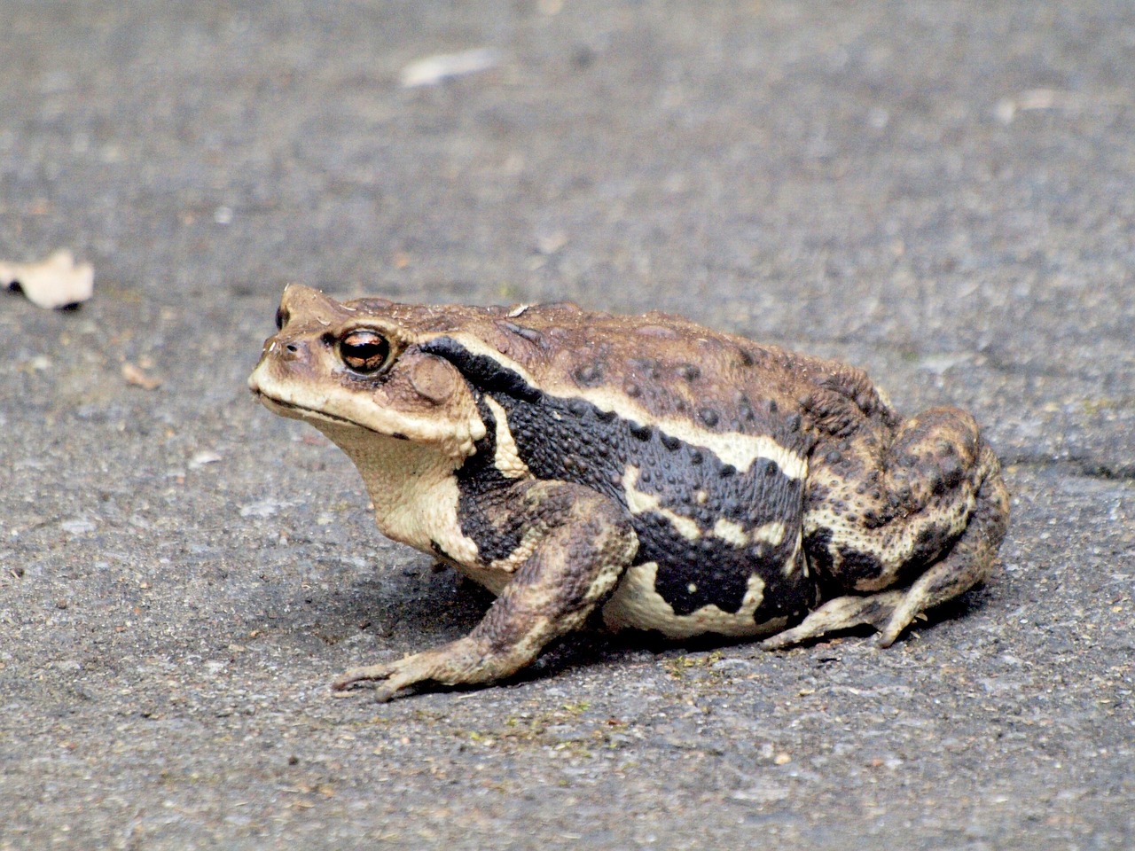 créatures, la grenouille, il, sumo, comment, big frog