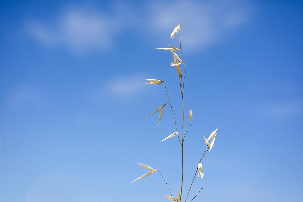 des graines, cannabis, plantes, l'été, bleu, des nuages, nature