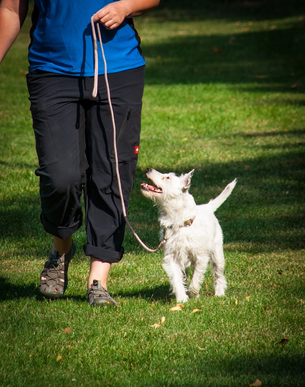 en cours, marcher, lors d'une marche, à pied, laisse, animal, en laisse, travail à pied, begleithundprüfung, teamtest, animal de compagnie, sport canin, des sports, chien, chien-homme-team, entraînement, formation, test