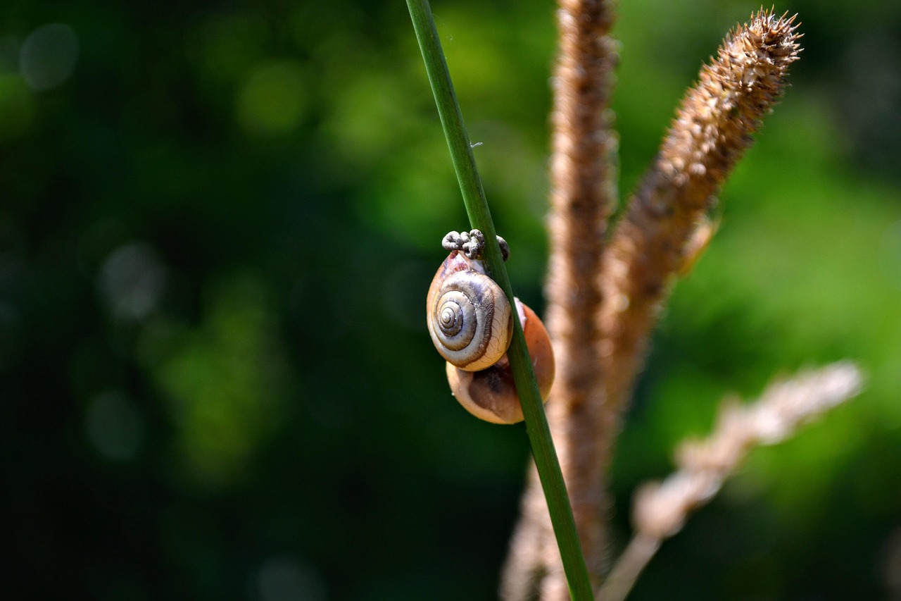 escargot, grass, macro, nature, vert, vie, summer, in the forest