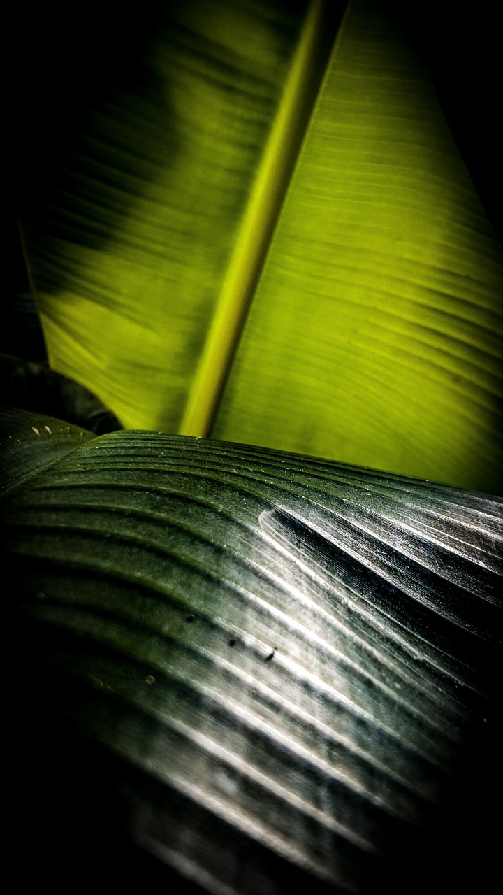 feuille de bananier, banane, feuilles, plantes, nature, tropical