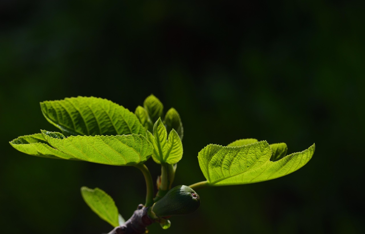 feuilles, feuilles de figuier, feuilles vertes, la nature, vert, plante, branche, jardin, ficus, le printemps, croître, rétroéclairage, sicile, italie, jeune, croissance, saison, méditerranée, paradis, éclairage, frais, léger, champ de texte, arbre