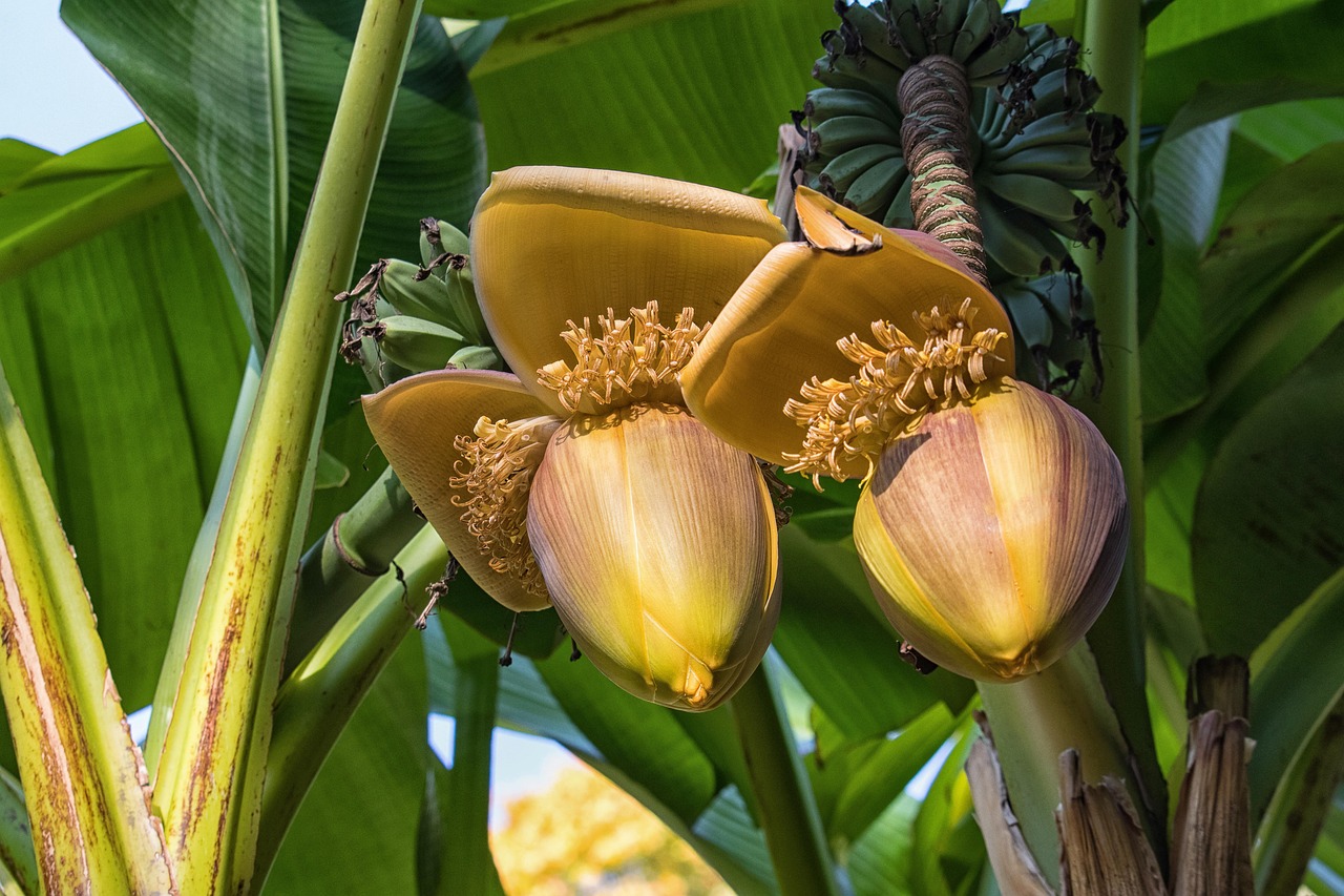 fleur de bananier, bananier, vert, banane, exotique, la nature, fleur, fleur de bananier, fleur de bananier, fleur de bananier, fleur de bananier, fleur de bananier, bananier