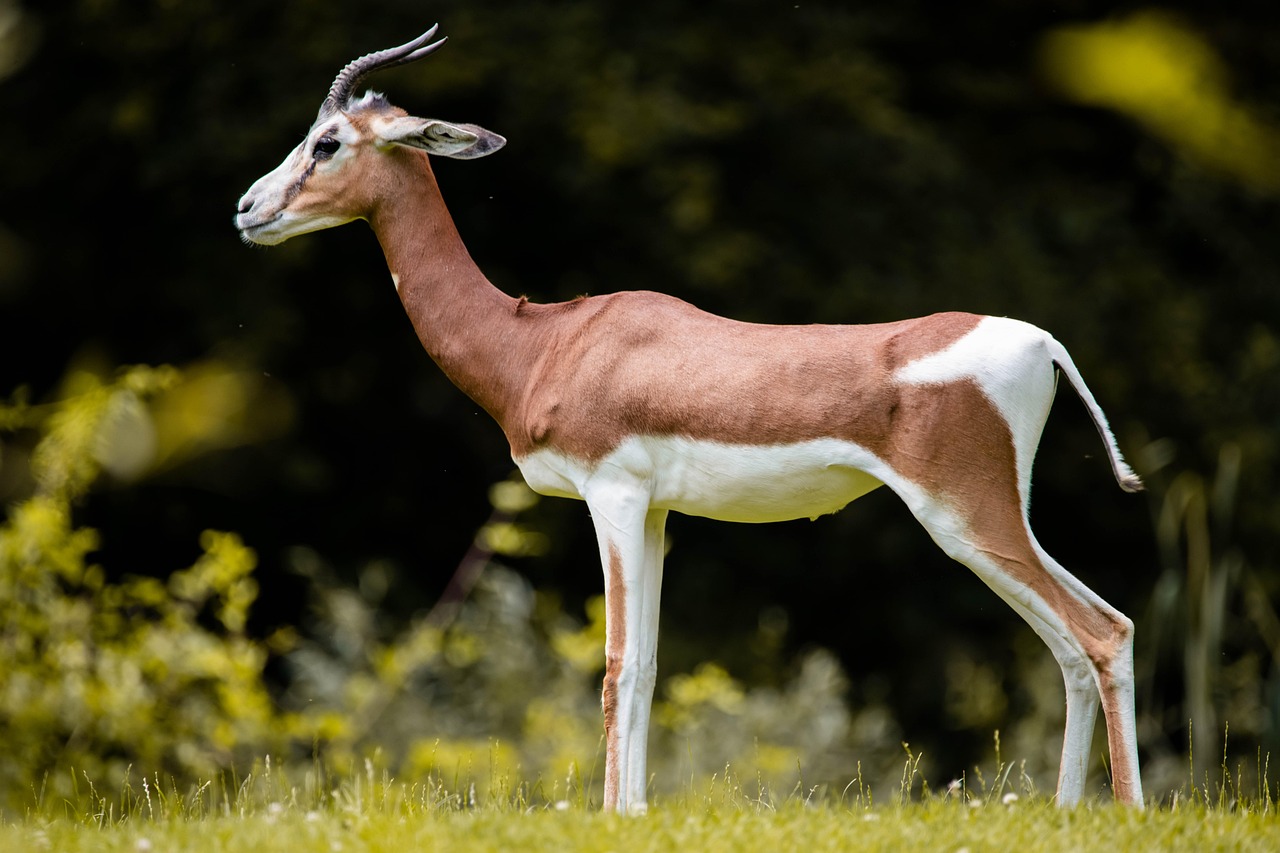 gazelle, afrique, animal, safari, antilope, impala, faune, cornes, nature, springbok, sauvage, cerf, région sauvage, namibie, savannah, oryx, mère, sable, désert, braconnage, gazelle, gazelle, gazelle, gazelle, gazelle, antilope, antilope
