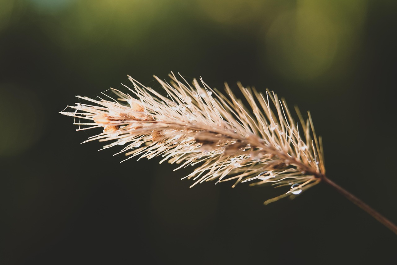 gazon, cannabis, des graines, les plantes, flore, nature
