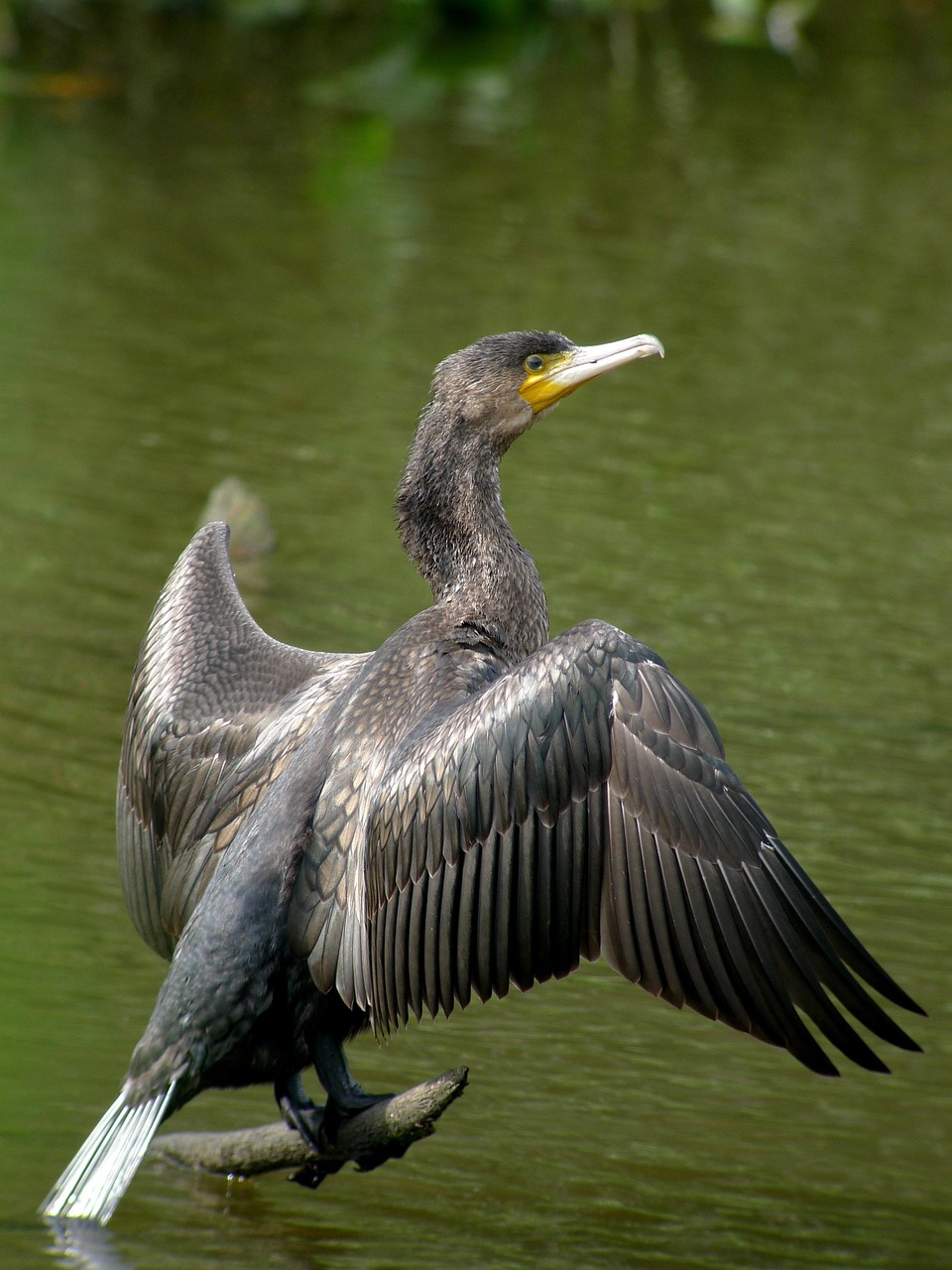 grand cormoran, oiseaux, nature, phalacrocorax carbo, grand cormoran, grand cormoran, grand cormoran, grand cormoran, grand cormoran