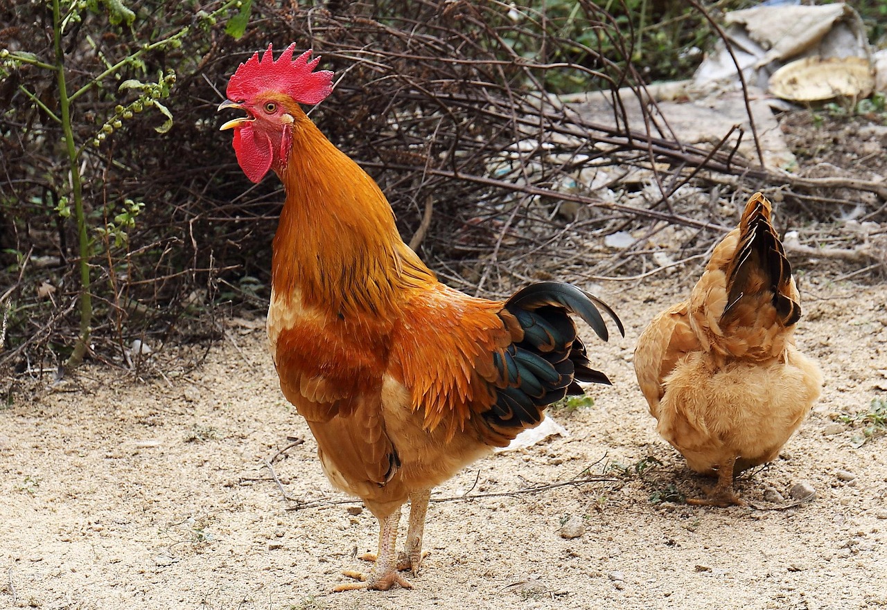 grosse bite, poule mâle