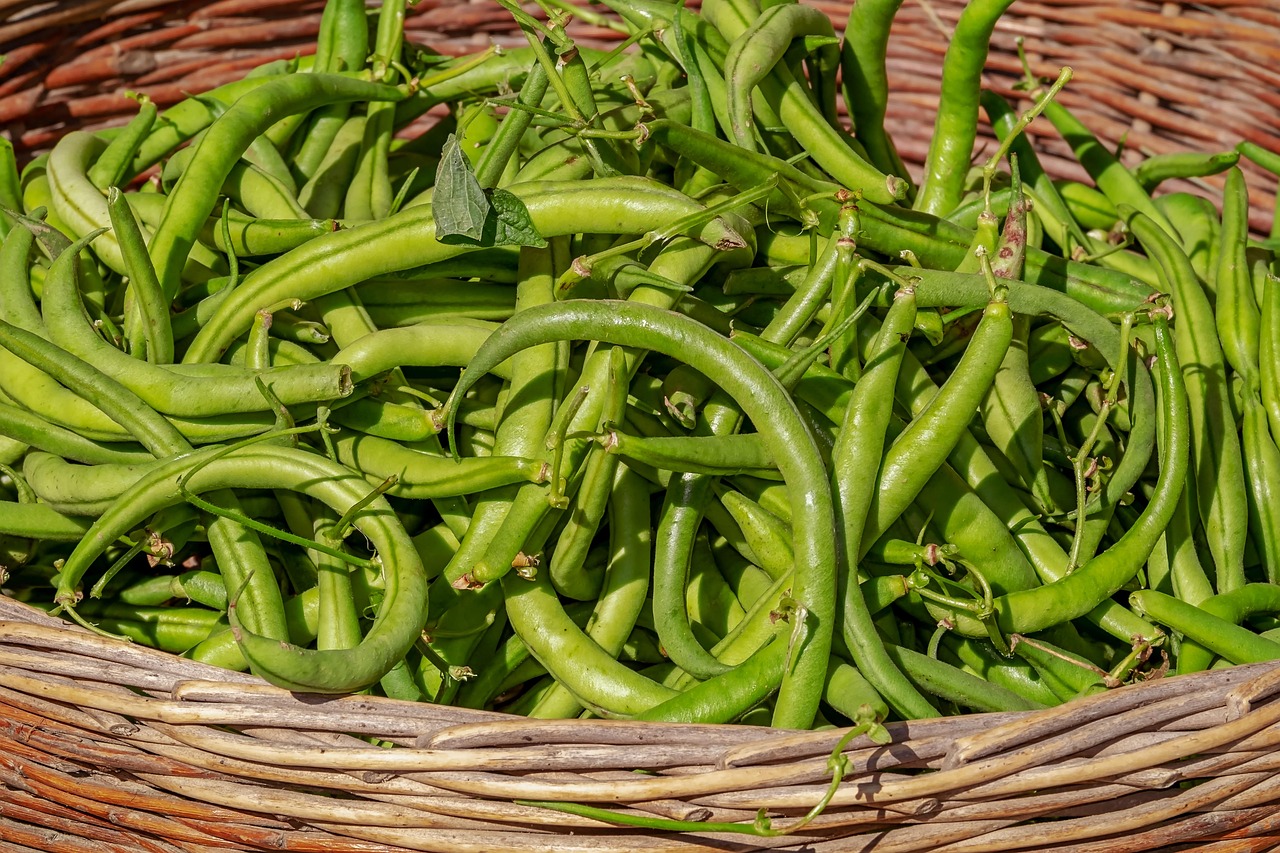haricots nain, légume, récolter, haricots, frais, en bonne santé, cru, haricots, haricots, haricots, haricots, haricots