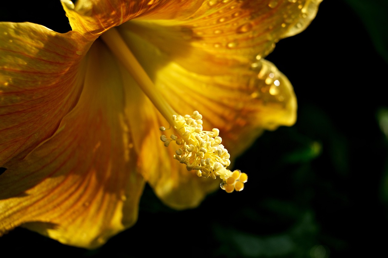 hibiscus, hibiscus jaune, fleur jaune, nature, macro
