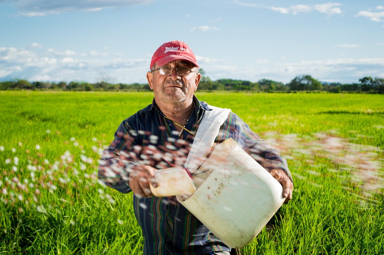 homme, fermier, champs de riz, les cultures de riz, colombie, sur le terrain, neiva, riz, agriculture, semis, cultivation, les terres agricoles, rural, la campagne, fermier, fermier, fermier, fermier, fermier