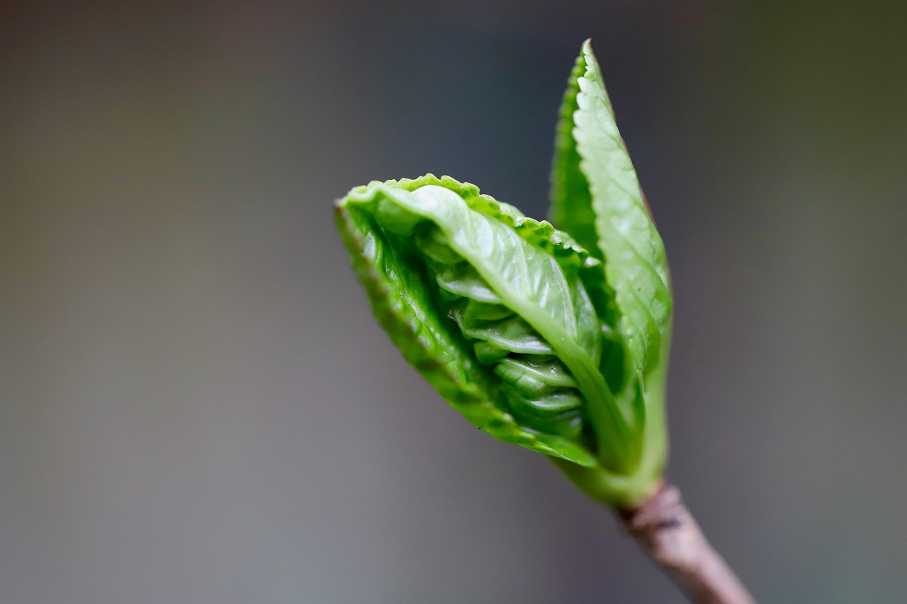 hortensia, nature, pousse d'hortensia, feuille d'hortensia, branche d'hortensia, germé, croître, sprout, début du printemps, feuille