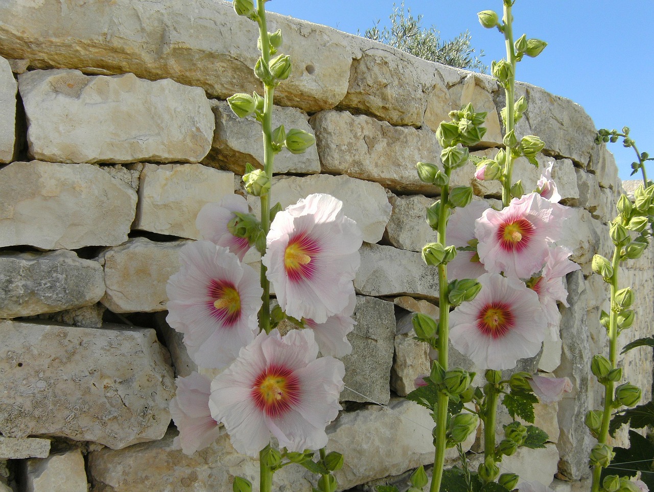 ile de ré, roses trémières, été, nature, pierres