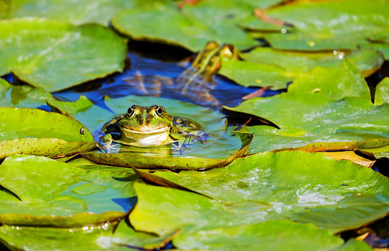 la grenouille, grenouille d'eau, grenouille de l'étang, amphibie, animal, grenouille verte, feuille de nénuphar, étang, la vie aquatique, animal aquatique, vert, mignonne, habitants de l'étang, l'eau, la nature, grenouille verte, grenouille verte, grenouille verte, étang, étang, étang, étang, étang, animal aquatique