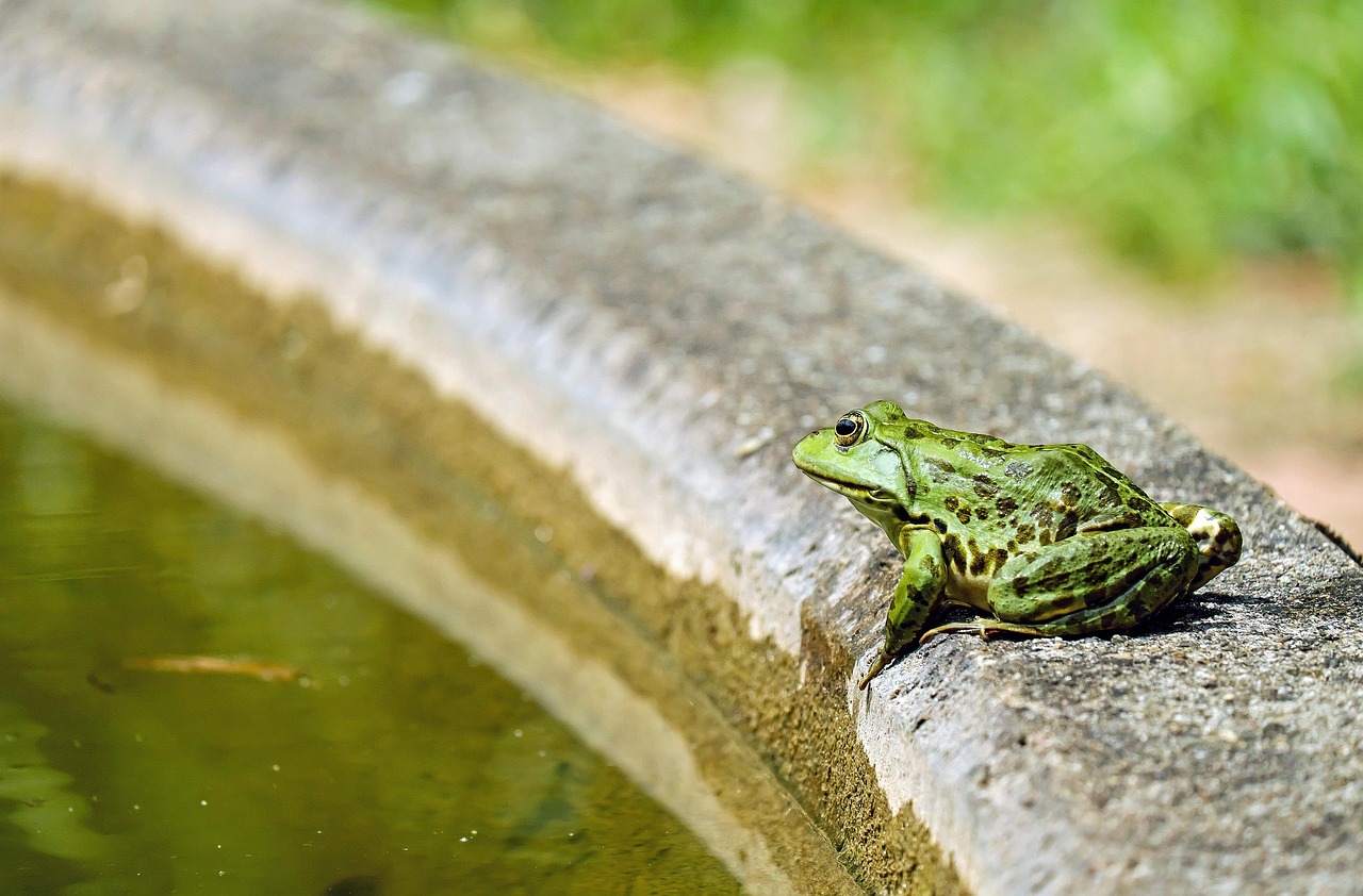 la grenouille, l'eau de la grenouille, animal, étang, nature, grenouille verte, amphibie, monde animal, faune, photographie animalière, la grenouille, la grenouille, grenouille verte, grenouille verte, grenouille verte, grenouille verte, grenouille verte
