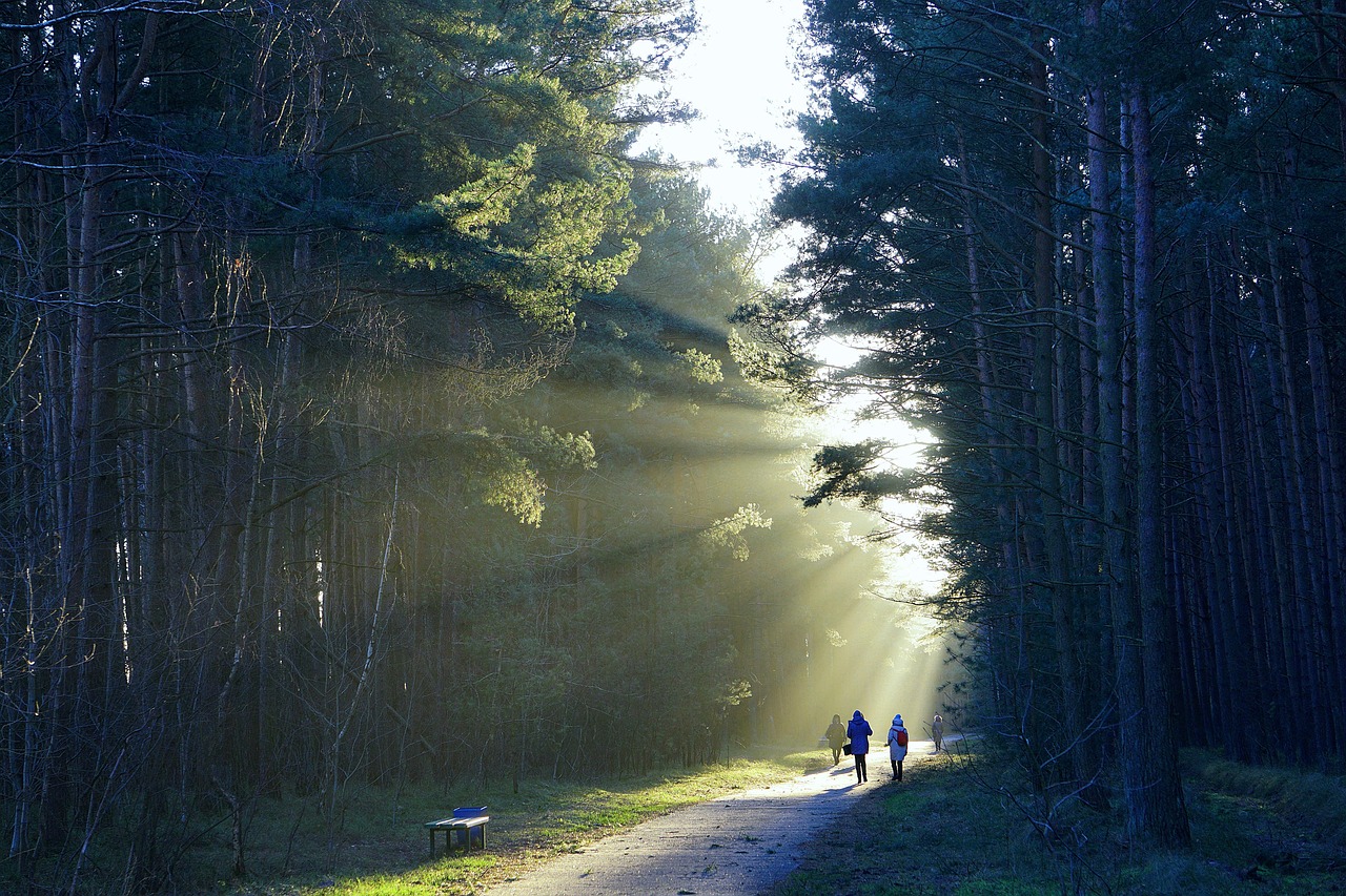 le chemin d'accès, forêt, des arbres, lumière du soleil, façon, chemin forestier, paysage, nature, aller, la route dans la forêt, sentier, à l'extérieur, piste, marcher dans les bois, sentier de randonnée, marcher, relation, relaxation, oxygéner, reste, air frais, coucher de soleil, fermer