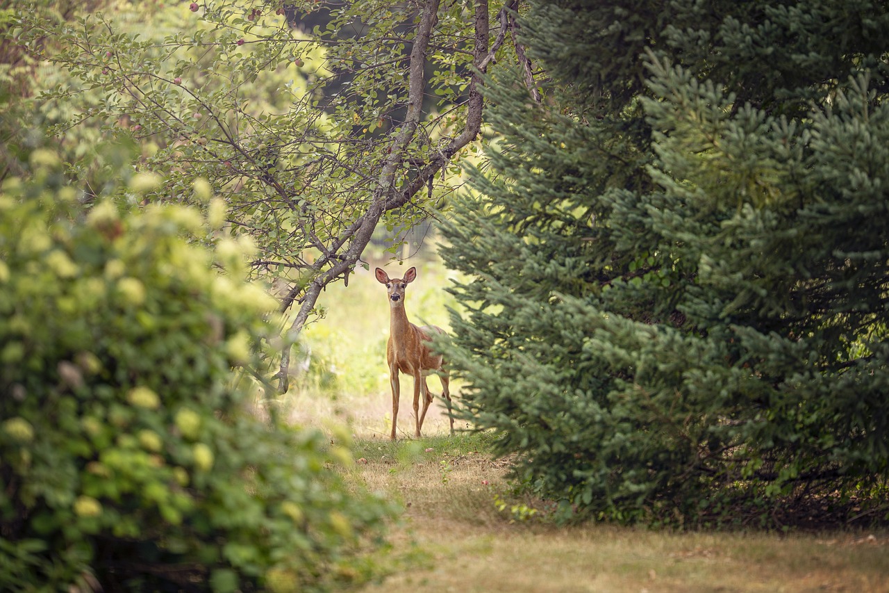 le chevreuil, cerf, animal, biche, chevreuil, chevreuil européen, faune, nature, forêt, cerf, cerf, biche, biche, biche, biche, biche, chevreuil, chevreuil, chevreuil, chevreuil