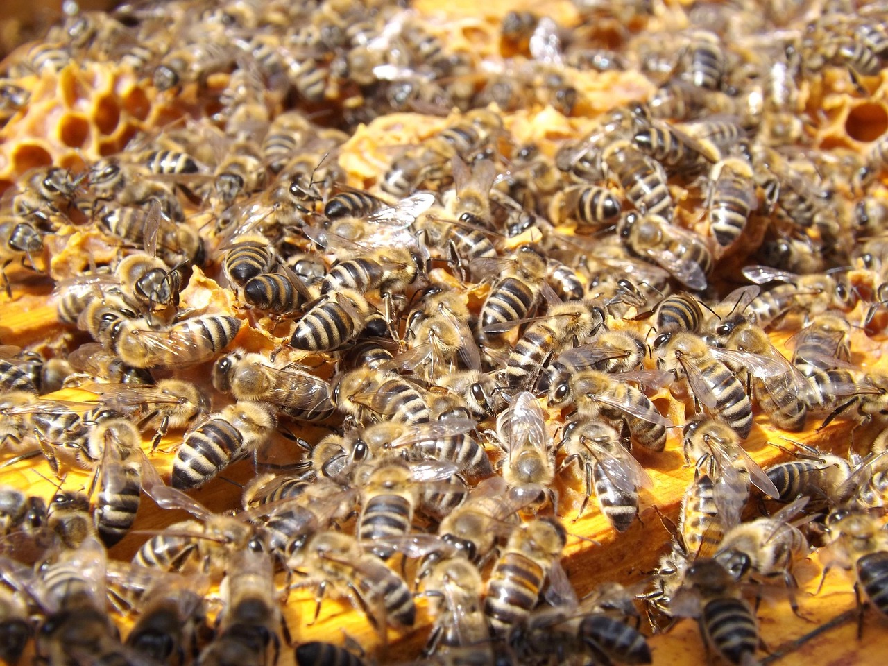 les abeilles, ruche, apiculture, mon chéri, abeilles, colonie, beaucoup, essaim, hyménoptères, insectes, ruche, ruche, ruche, ruche, ruche, abeilles