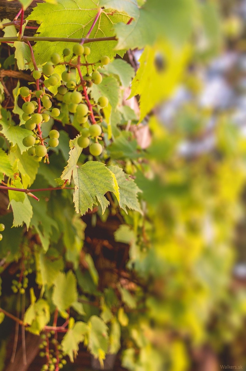 les raisins, vigne, vin, feuilles, slovaquie, baies, faire pousser des raisins, raisin blanc, nature, gland, bokeh