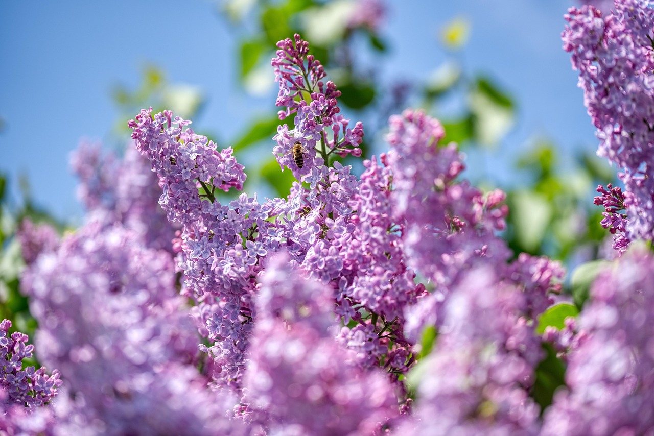 lilas, olivier, mauve, floraison, arbre, le printemps, jardin, nature, flore, abeille, insecte