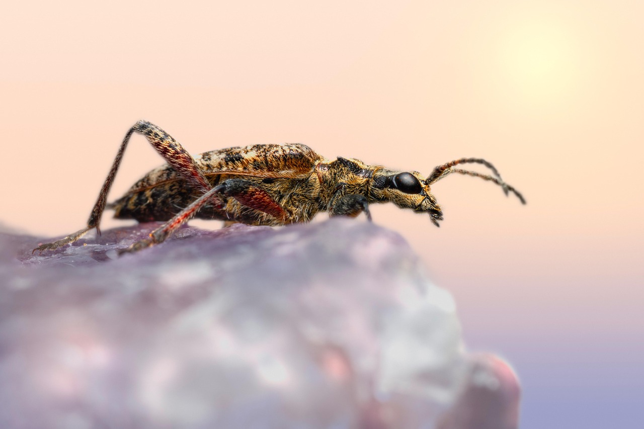 longicorne à points noirs, rhagium mordax, scarabée, animal, macro, forêt, charançon, entomologie, la biologie, insecte, scarabée, insecte, environnement, printemps, nature, faune, invertébré, arthropode, fermer