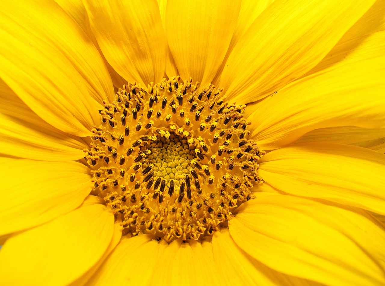 macro de tournesol, gros plan floral, fleur jaune, centre de tournesol, texture fleur, détail de la nature, fleur lumineuse, motif naturel, pétales de tournesol, tournesol en fleurs, fleur d'or, structure du tournesol, nature rayonnante
