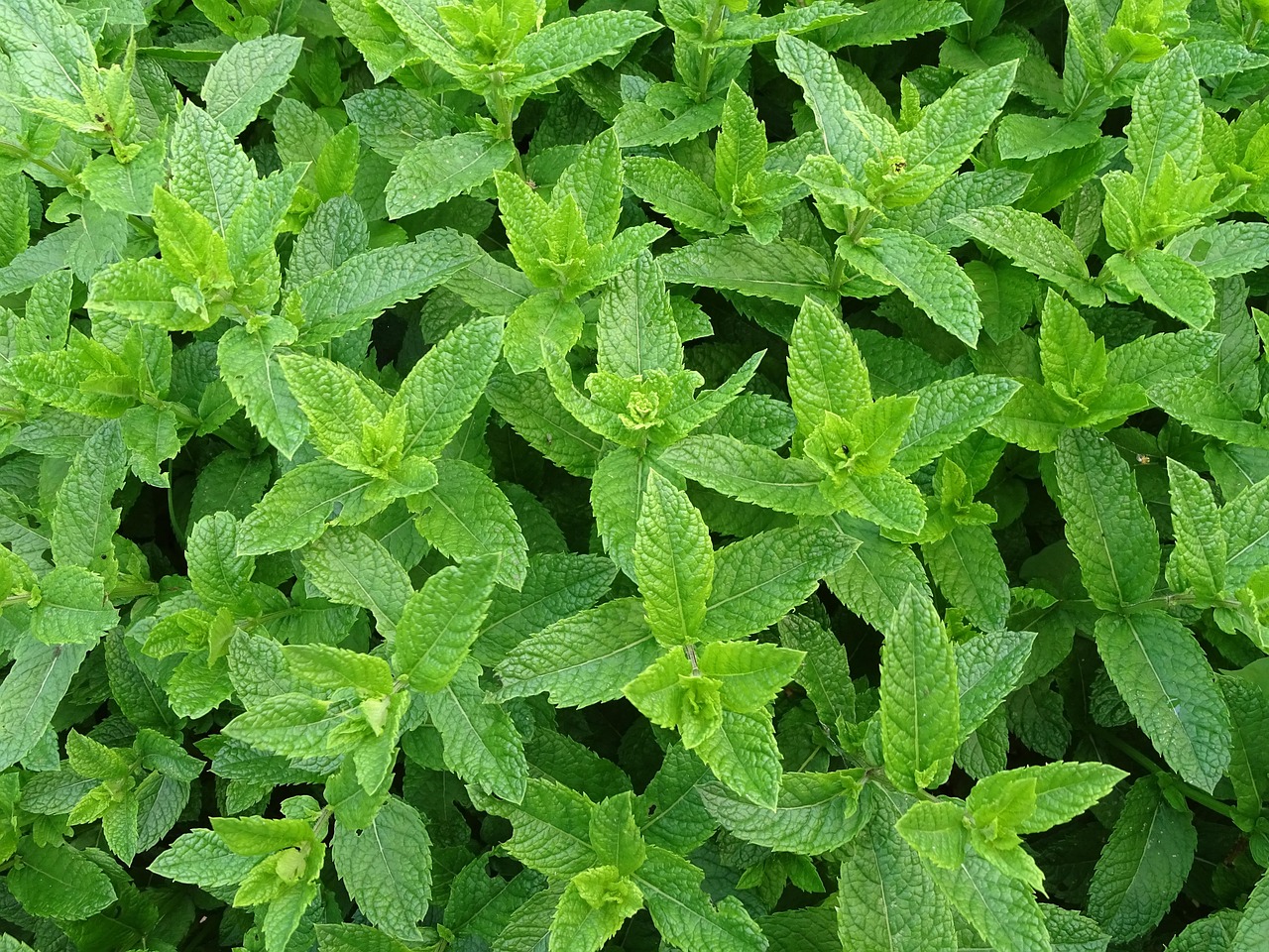menthe marocaine, teeminze, menthe poivrée, menthe, herbes de thé, menthe verte, herb, menthe, menthe, menthe, menthe, menthe