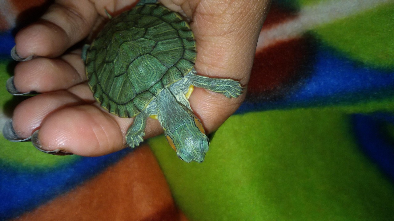 mon prince, sur ma main, temps de sommeil