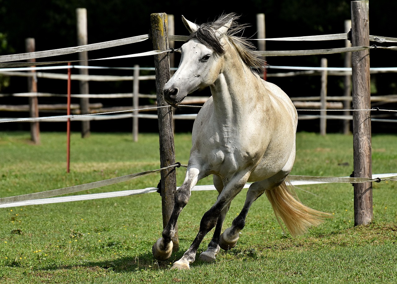 mouler, couplage, faire l'imbécile, amusement, nature, agitant sa crinière, cheval, poney, mignonne