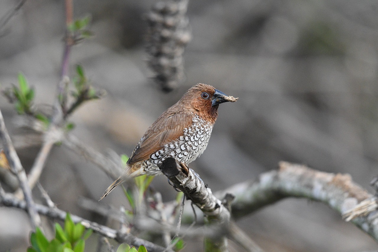 munia à poitrine écailleuse, oiseau, faune, observation des oiseaux, animal, extérieur, aviaire, nature
