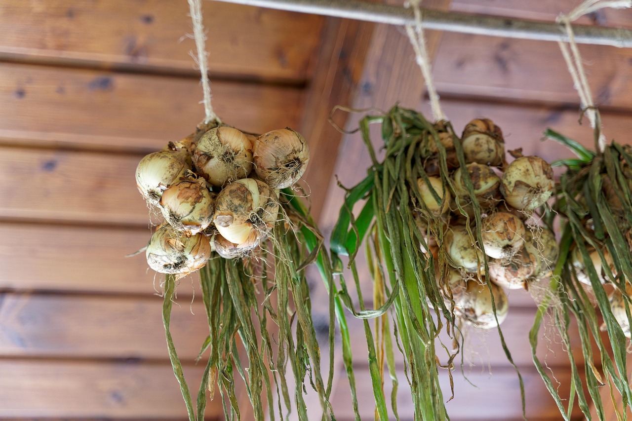 oignons, faire sécher les oignons, produire, récolter, des légumes