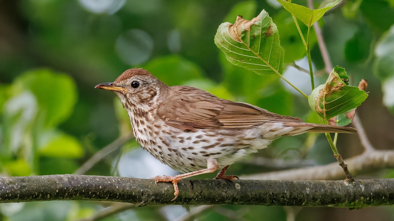 oiseau, muguet, arbre, faune, forêt, animal, nature