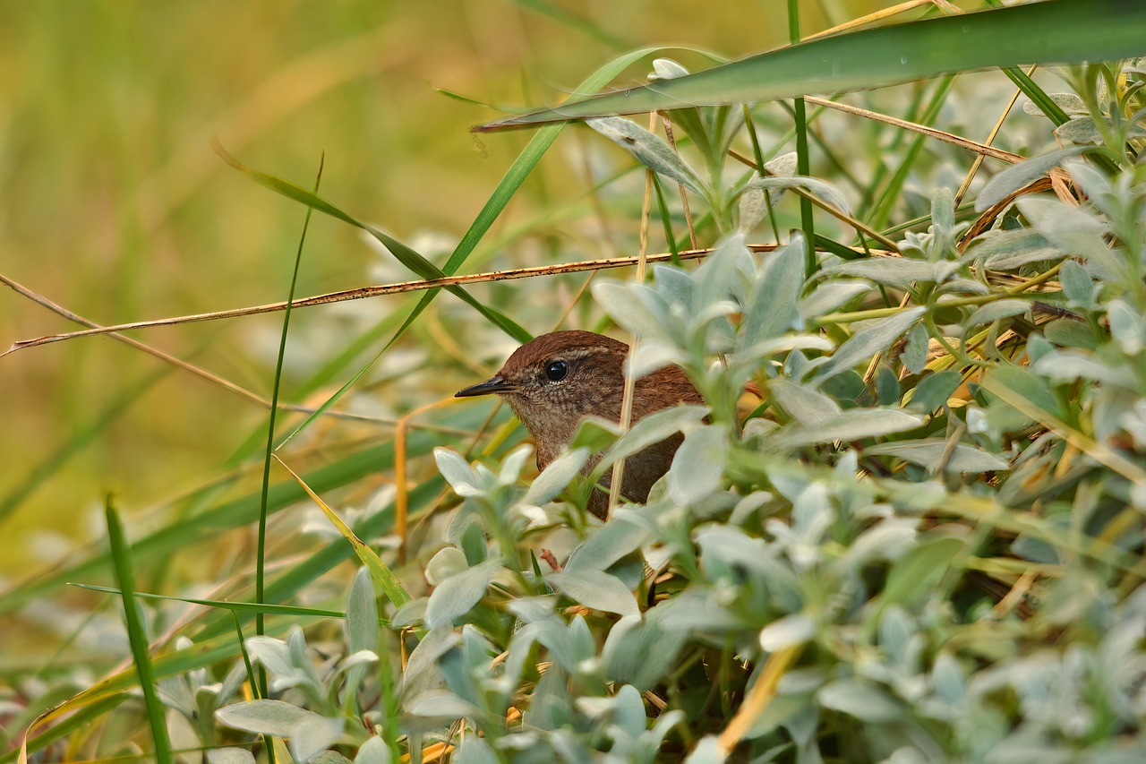 oiseau, oiseau moineau, stylo, ailé, animal, faune, sauvage, ressemblant à un moineau, nature