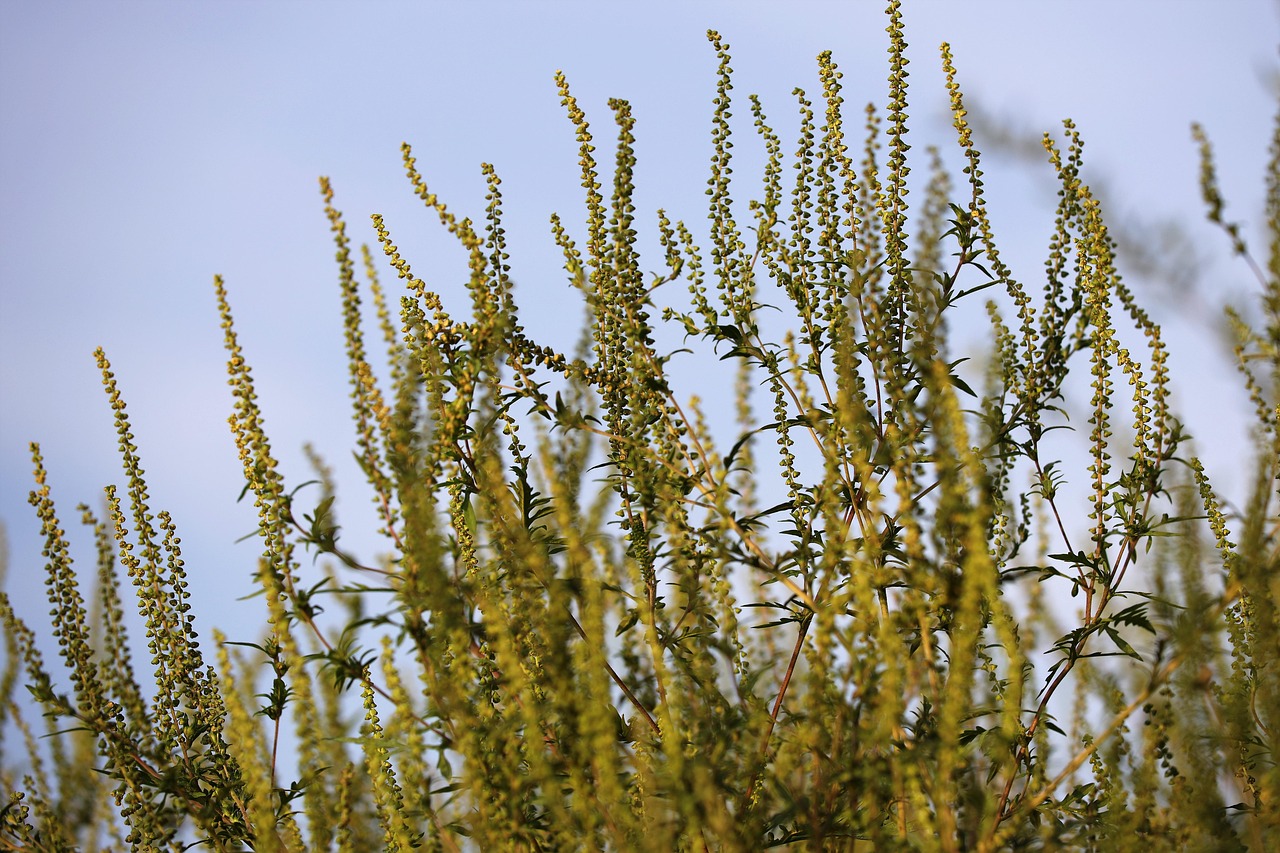 petite herbe à poux, herbe à poux annuelle, faible herbe à poux, les plantes, ambrosia artemisiifolia, nature, ambroisie, ambroisie, ambroisie, ambroisie, ambroisie, ambroisie