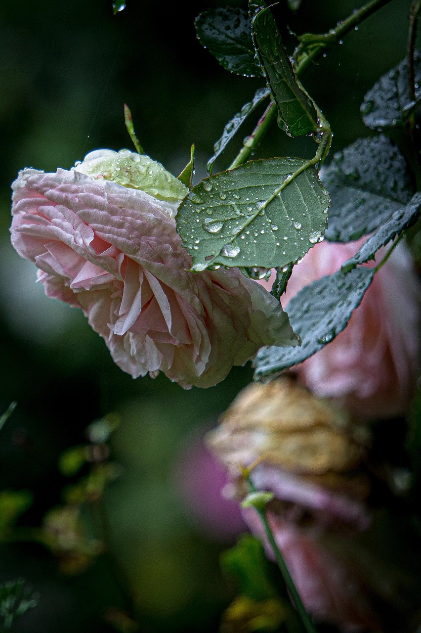 rose, des roses, pluie, fleurs, belles fleurs, flower background, le printemps, nature, jardin, papier peint fleur