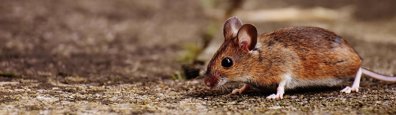 souris, rongeur, mignonne, mammifère, nager, nature, animal, souris des bois, apodemus sylvaticus, fourrure, petit, bouton yeux, brown, souris brune, monde animal, souris, souris, souris, souris, souris