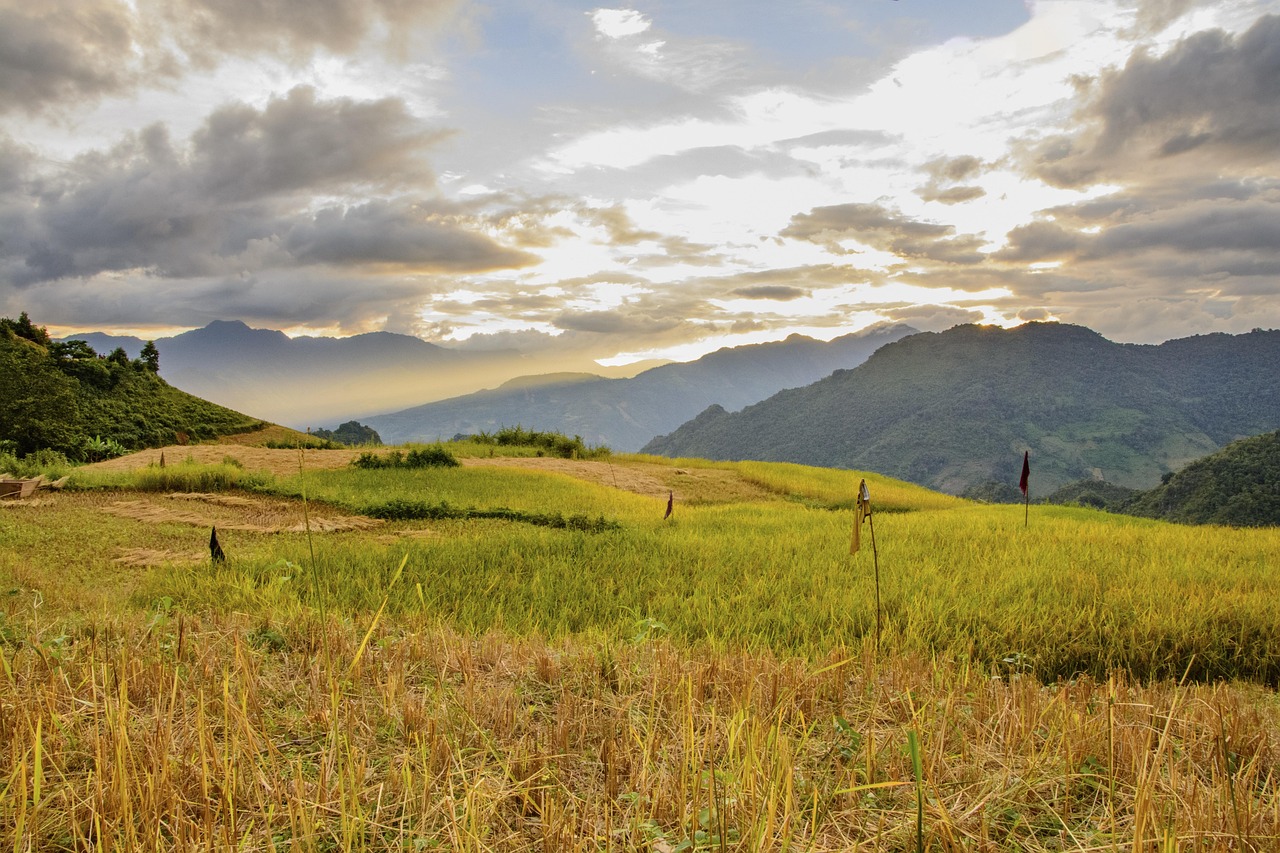 terrasses, riz cuit, le coucher du soleil, viêt nam, dien bien, nature, asie du sud-est, riz