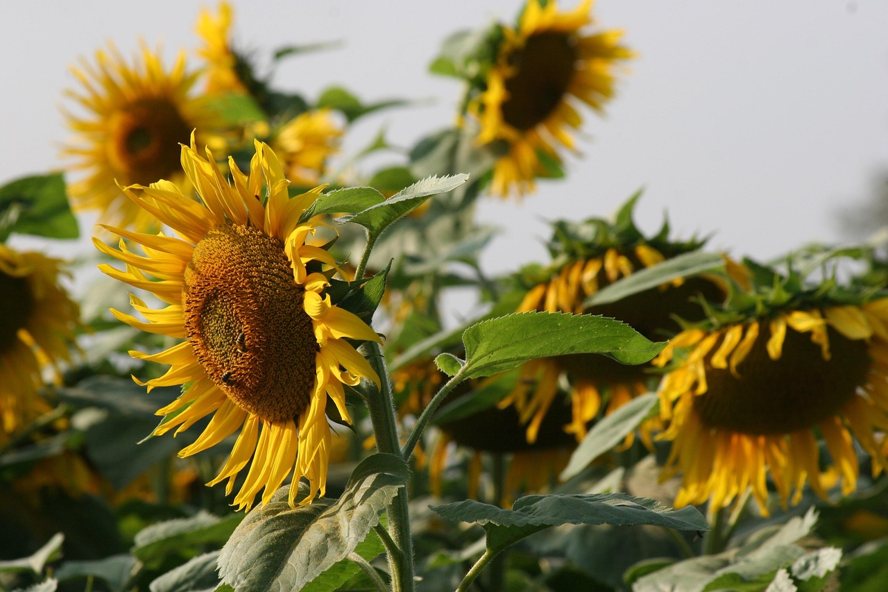 tournesol, fleur, brillant, la nature, paysage, tournesols, domaine, tournesol, tournesol, tournesol, tournesol, tournesol