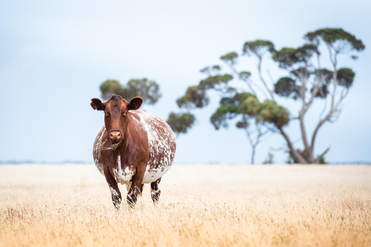 vache, bovins, bétail, cultiver, animal, nature, mammifère, agriculture, rural, la campagne, du boeuf, vache enceinte, enceinte, shorthorn, vache, vache, vache, vache, vache