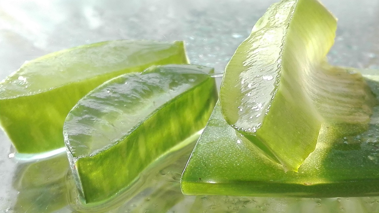 aloe, l'aloe vera, feuille d'aloe vera, couper la feuille d'aloès, aloe, aloe, aloe, aloe, aloe