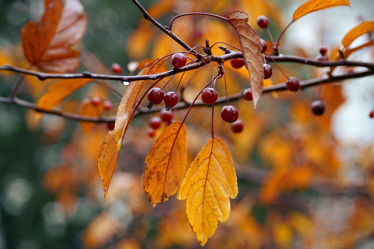 automne, cerises, cerises sauvages, feuilles, feuilles d'automne, feuillage, nature, botanique
